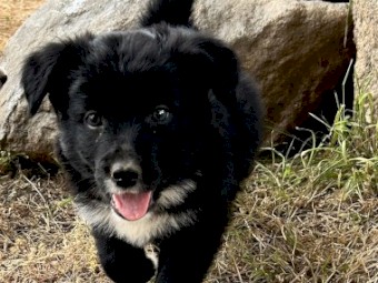 BORDER COLLIE/KELPIE PUPPIES SALE!