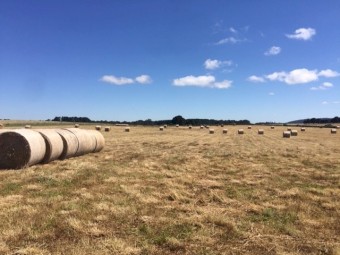 55  rolls x Pasture Hay with Clover Underlay (New Season 22/23)