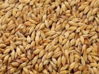 Cape Barley for Sale