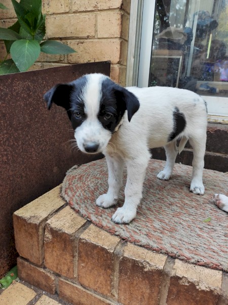 Border collie Puppies x3