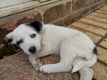Border collie Puppies x3
