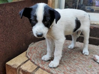 Border collie Puppies x3
