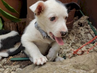 Border collie Puppies x3