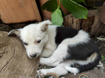 Border collie Puppies x3
