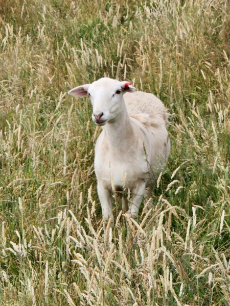 Dorper ewe lambs (7)