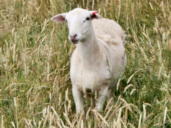 Dorper ewe lambs (7)