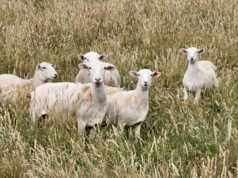 Dorper ewe lambs (7)