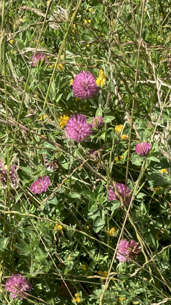 Clover Rye 5x4 Rolls