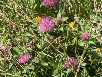 Clover Rye 5x4 Rolls