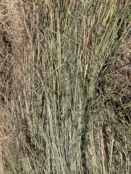 Hay Bales of  rye clover native pasture