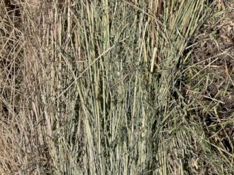 Hay Bales of  rye clover native pasture