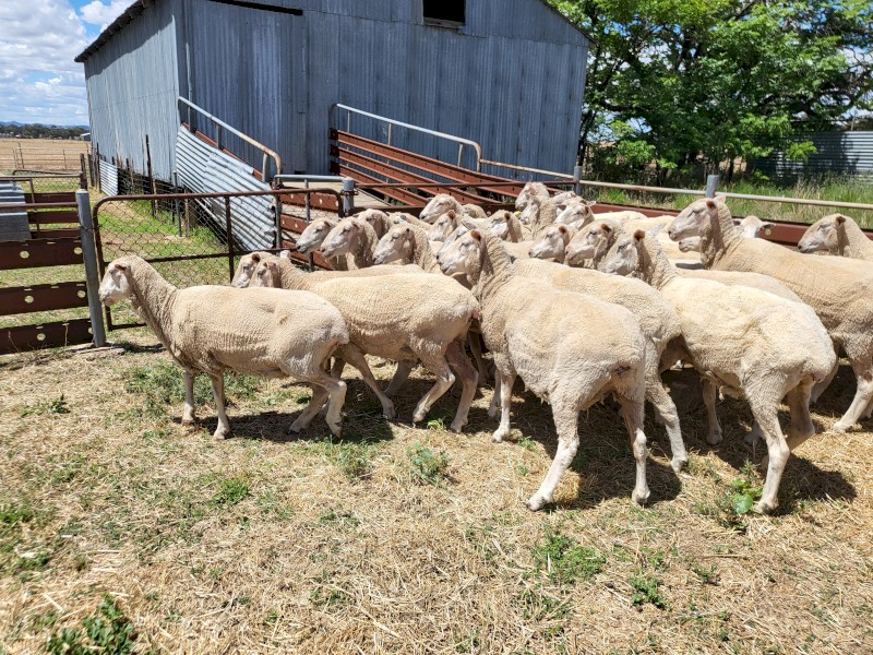 135 1st Cross Ewes