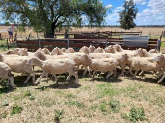 135 1st Cross Ewes