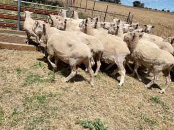 135 1st Cross Ewes