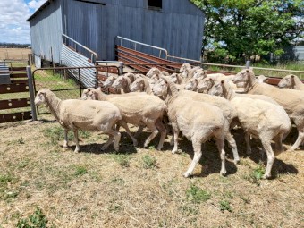 135 1st Cross Ewes