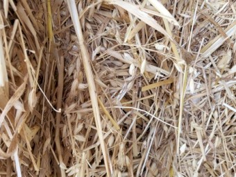 New Season Oaten hay 8x4x3 shedded