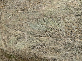 Square Bailed Pasture Hay - Tylden Area