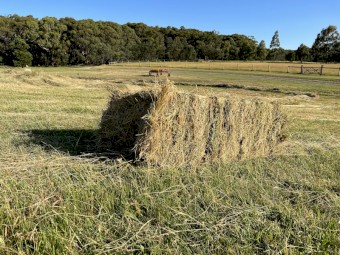Square Bailed Pasture Hay - Tylden Area