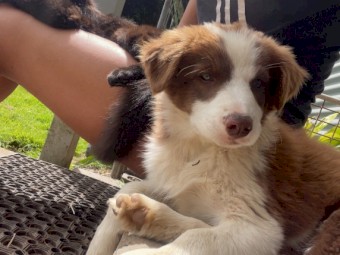 Prue bred Border Collie 