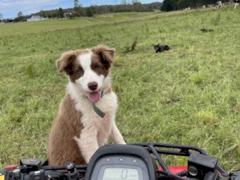 Prue bred Border Collie 