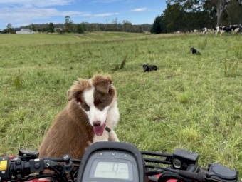 Prue bred Border Collie 