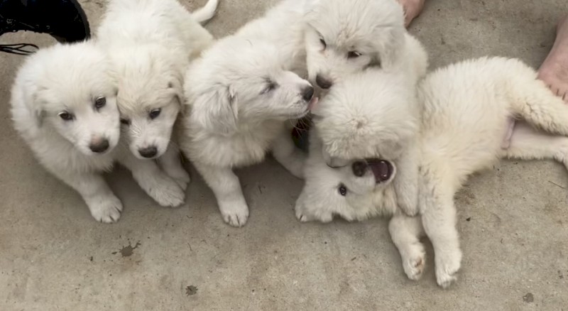 Pure bred, Maremma puppies  10 weeks old, microchipped & vaccinated.
