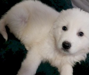 Pure bred, Maremma puppies  10 weeks old, microchipped & vaccinated.