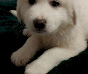 Pure bred, Maremma puppies  10 weeks old, microchipped & vaccinated.