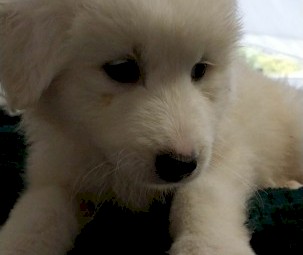 Pure bred, Maremma puppies  10 weeks old, microchipped & vaccinated.