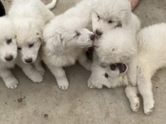 Pure bred, Maremma puppies  10 weeks old, microchipped & vaccinated.