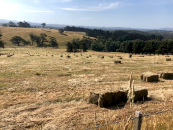 800 x Pasture Hay Small Squares