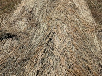 800 x Pasture Hay Small Squares