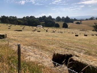 800 x Pasture Hay Small Squares