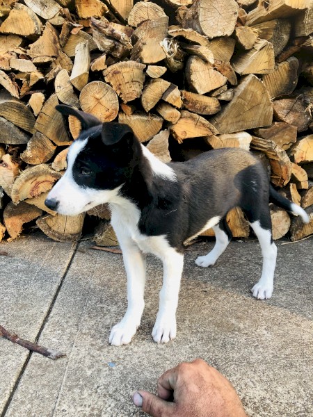 Pure Border Collie Pups