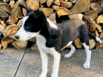 Pure Border Collie Pups