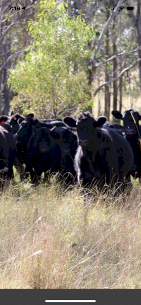 WANTED Grazing Country