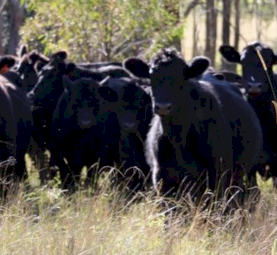 WANTED Grazing Country