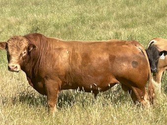 LIMOUSIN BULL