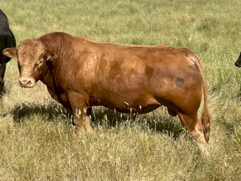 LIMOUSIN BULL