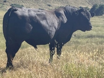 Limousin Bull Black and Polled