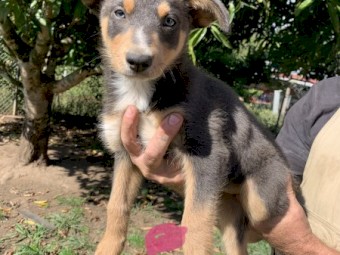 how much are australian kelpie puppies