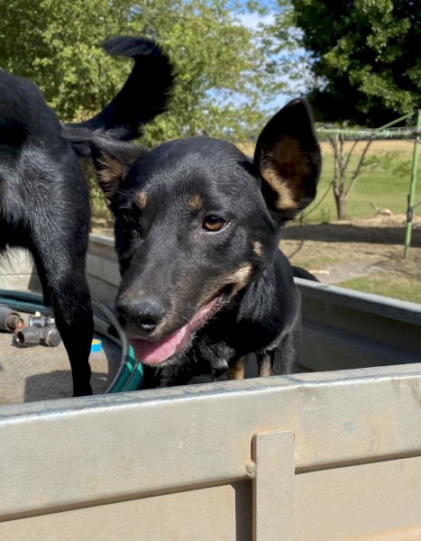 2 male x Kelpie Cross Border Collie Dogs in Training