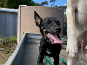 2 male x Kelpie Cross Border Collie Dogs in Training