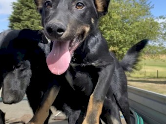 2 male x Kelpie Cross Border Collie Dogs in Training