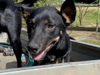 2 male x Kelpie Cross Border Collie Dogs in Training