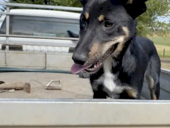 2 male x Kelpie Cross Border Collie Dogs in Training