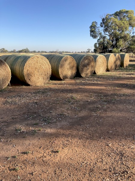 110 5x4 rolls pasture hay