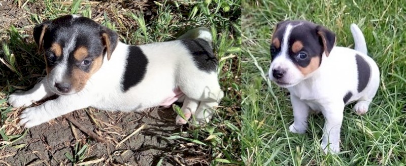 Jack Russell Puppies