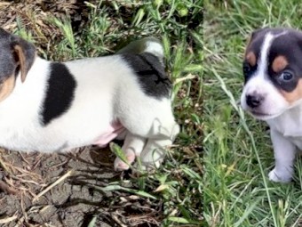 Jack Russell Puppies