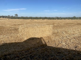 40 x Oaten Straw 500kg 8x4x3 Bales (New Season 22/23)